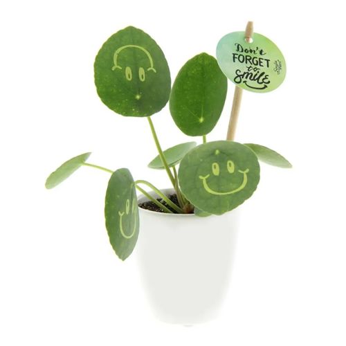 Smileypflanze Keramiktopf - Bild 2